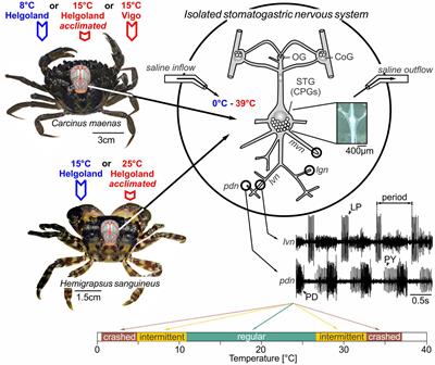 Thermal acclimation and habitat-dependent differences in temperature robustness of a crustacean motor circuit